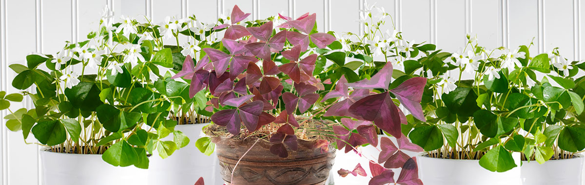 Shamrocks. Greenhouse Featuring Indoor Plants, Flowing Plants, Succulants, Poinsettias, Holiday Plants